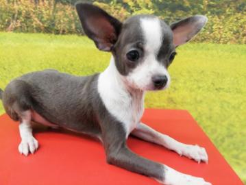 Super s??e MINI chihuahua welpen mit Pap