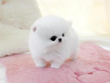 Weihnachten MINI POMERANIAN ZWERGSPITZ B