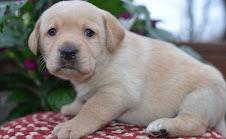 Labrador Welpen mit Papieren