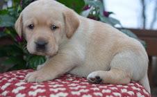 Labrador Welpen mit Papieren