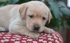 Labrador Welpen mit Papieren