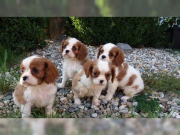 Erh?ltlich Cavalier-King-Charles Spaniel