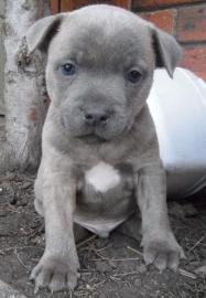 Exclusive American staffordshire Welpen