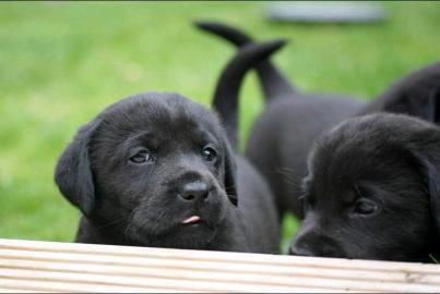 Wundersch?ne Labradorwelpen