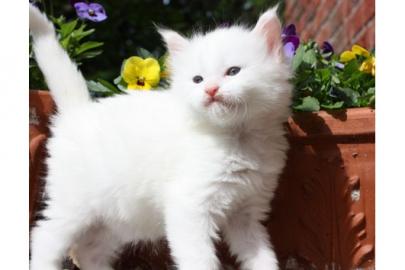 Apollo (Maine Coon Kitten ) mit Stammbau