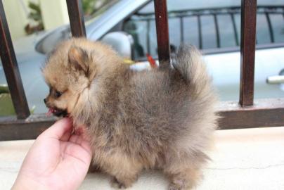 Pomeranian mit viel Herz s