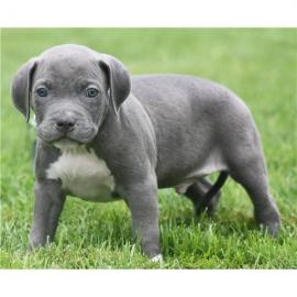 American Staffordshire Pitbull Terrier