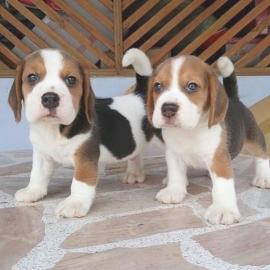 Liebevolles Beagle Welpen mit Papiere su