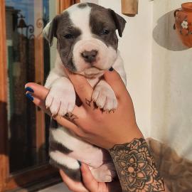 American Staffordshire Welpen Blue-Line