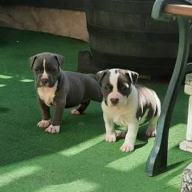 American Staffordshire Welpen Blue-Line