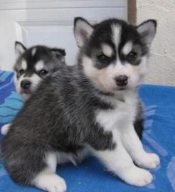 Siberian Husky Welpen