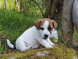 Reinrassige Jack-Russel Welpen