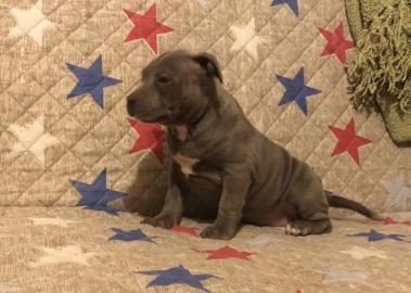 American Pit Bull Welpen Blueline