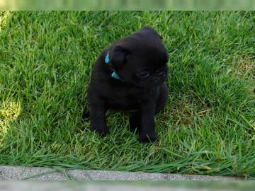 Mops welpen zu verkaufen