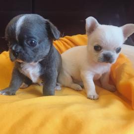 Chihuahua-Welpen 12 Wochen alter whatsap