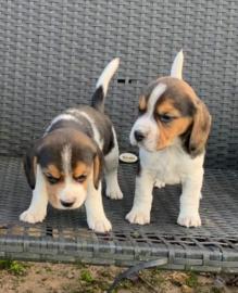 Sch?ne Beagle-Welpen