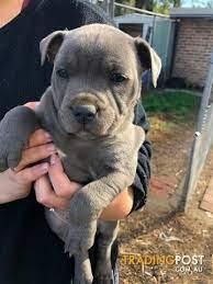 TOP Gesund Amstaff- Blue- Line- Welpen