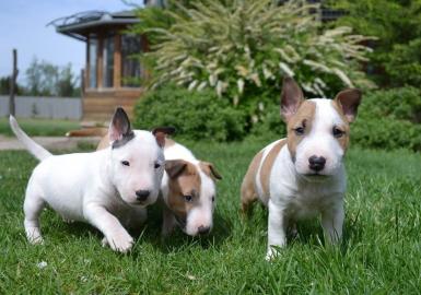 Miniatur Bullterrier Rden / Hndinnen