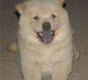 Gorgeous Chow Chow puppy