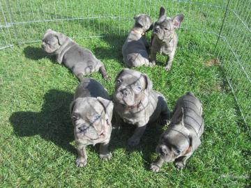 Franzsische bulldogge Welpen blue