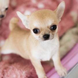 Reinrassige Chihuahua-Welpen whatsapp Nu