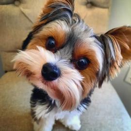 S?sse Mini Yorkshire Terrier Welpen