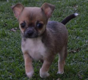 Chihuahua Puppies