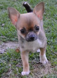 Chihuahua Puppies