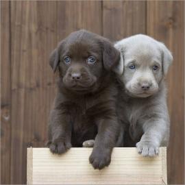 Wunderschne Labrador Welpen mit Ahnenta