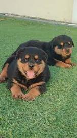 Qualit?t Rottweiler-Welpen