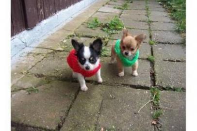 Super Mini Chihuahua Welpen f?r 350Euros