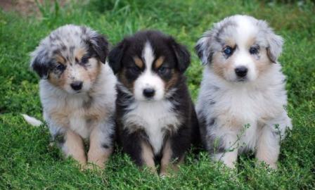 Weihnachten Australian Shepherd Babys mi