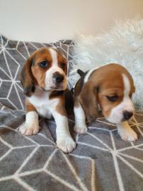 Entz?ckende Beagle-Welpen