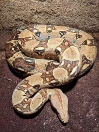 Kaiserboa Boa c.  imperator whatsapp numm