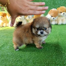 Teacup-Pomeranian Spitz-Welpe