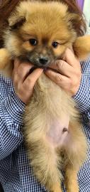 MINI Pomeranian SpitzBoo Welpe