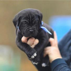 wundersch?ner Cane Corso-Welpe