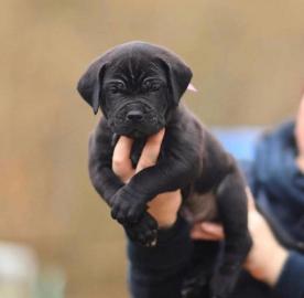 wundersch?ner Cane Corso-Welpe