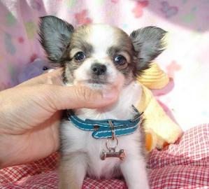 Typvolle Mini Chihuahua Welpen