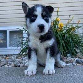 Siberian Husky zur Adoption.  4 liebevoll