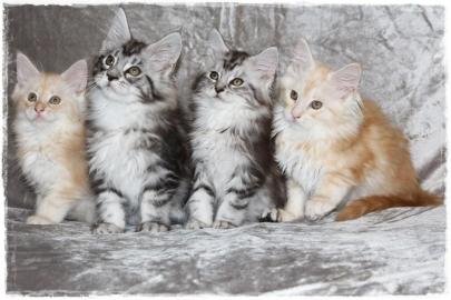 Maine Coon Babys Kitten mit Papieren zu