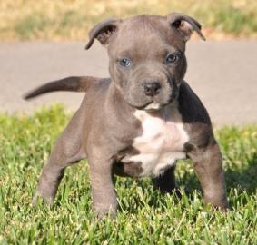 American Staffordshire Pitbull Terrier