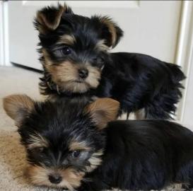 YORKSHIRE TERRIER WELPEN MIT PAPIEREN