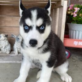 Siberische Husky-puppys Beschikbaar voo