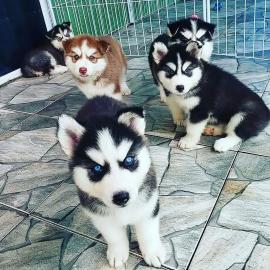 Siberische Husky-puppys Beschikbaar voo