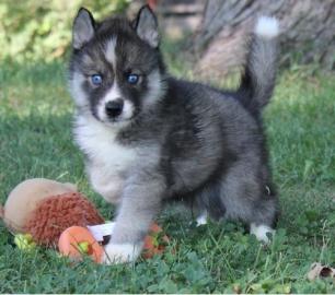 Reinrassige siberian husky Welpen zu ver