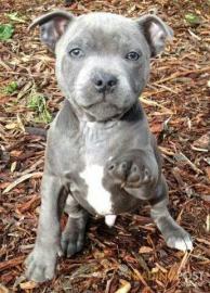 Perfekt American Staffordshire Terrier w