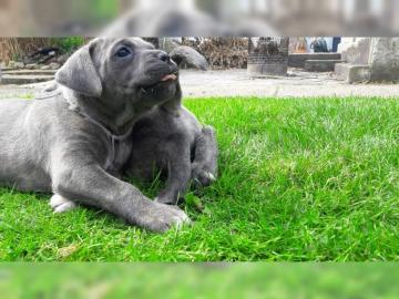 Cane Corso Welpen jetzt 11 Wochen alt