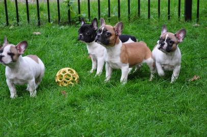 Bildschne Franzsische Bulldoggen