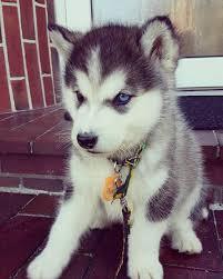 Reinrassige Siberian Husky Welpen